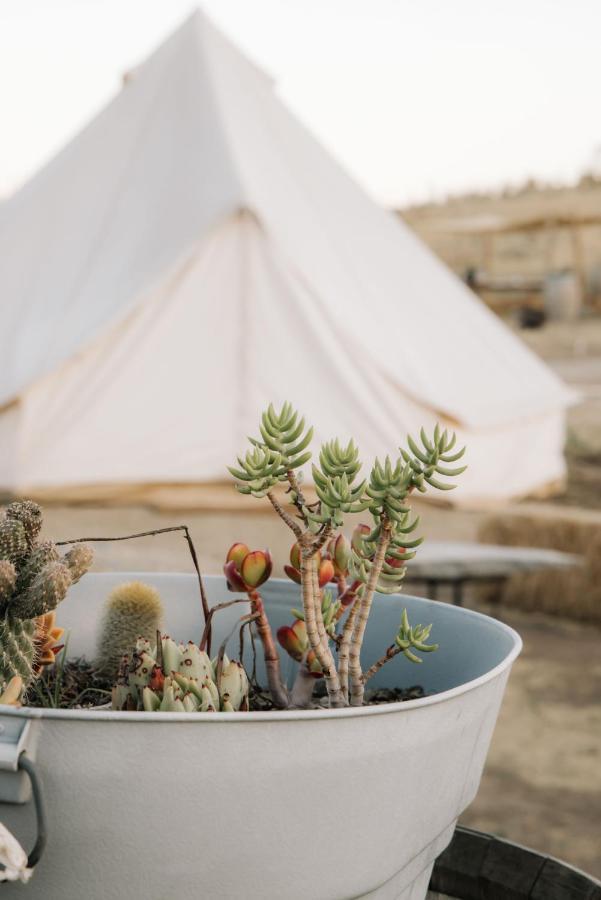 Lago Valle Wine Glamping Valle de Guadalupe Εξωτερικό φωτογραφία