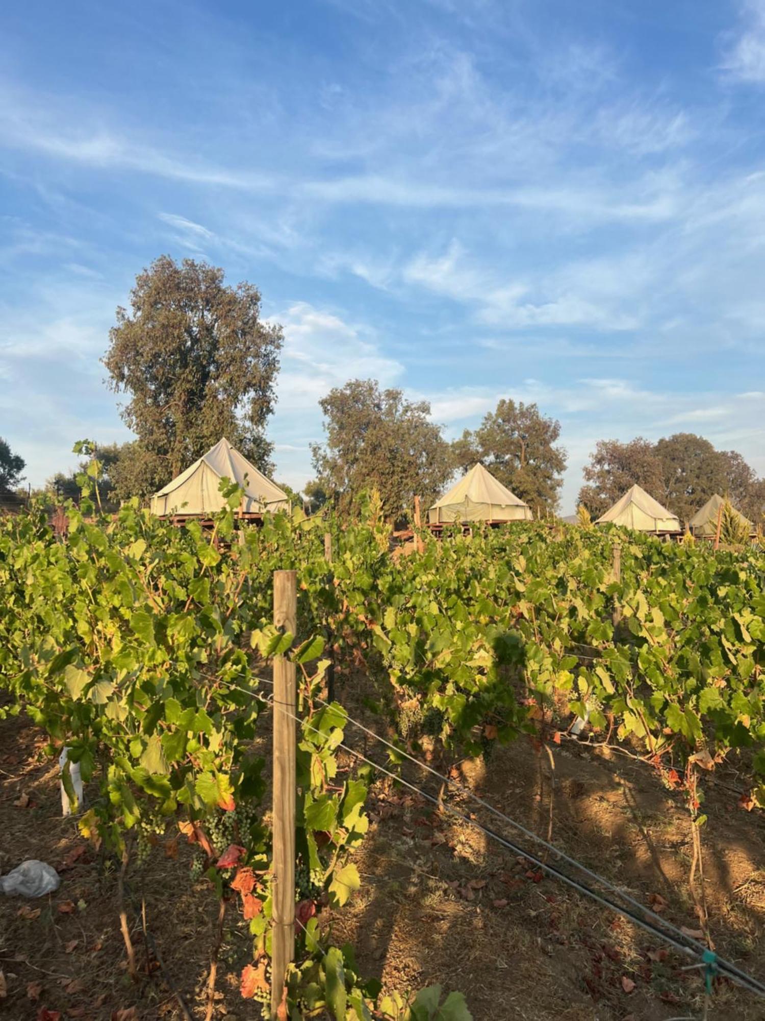 Lago Valle Wine Glamping Valle de Guadalupe Εξωτερικό φωτογραφία